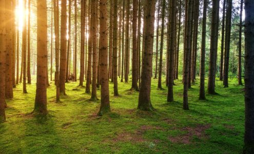 brown trees on green grass field during daytime