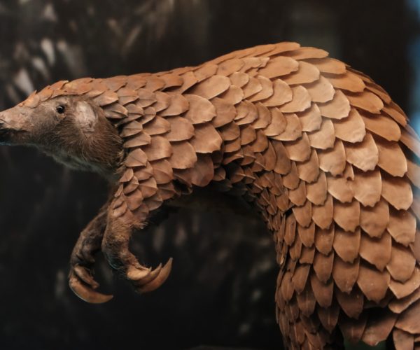 brown and white spotted bird