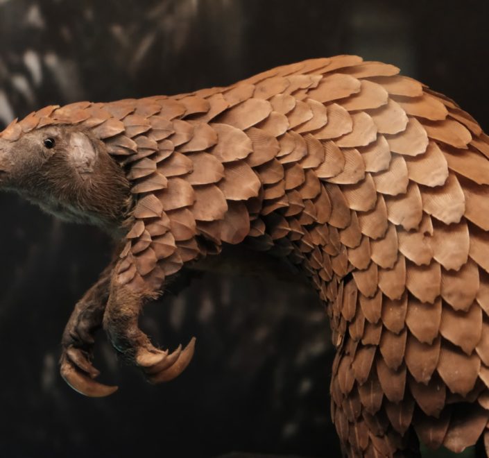 brown and white spotted bird